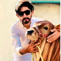 bukhari.cattle