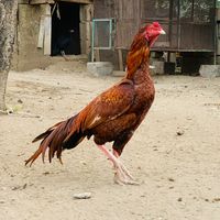 husnainaseel2