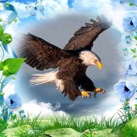 ali_naworh501