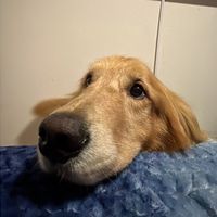 bruno.thegoldenperu