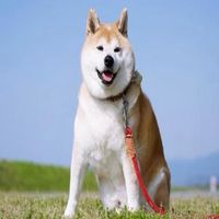 オリジナル楽曲 - 戌年