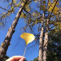 nhạc nền - Vương Tử Hi