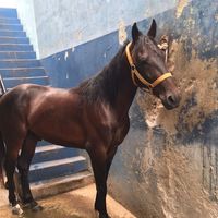 brunofernando040