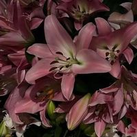 original sound - LiangFang