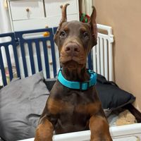 cooperdaisydobbyalpha
