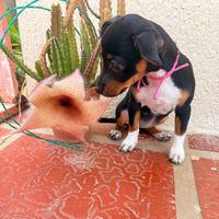 la_comadremcbo
