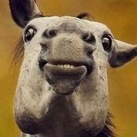 namesforhorses