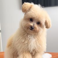 biscuit.thepomapoo
