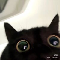 nhạc nền - nala nè hihi   ̇Ⱉ ̇ฅ