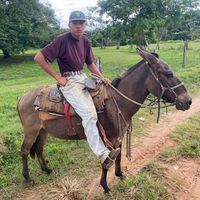 araujo_ck12