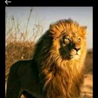 ibrahim.kimba