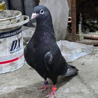 pigeonstar6