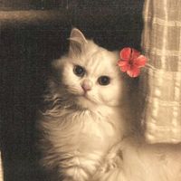 fatma_official33