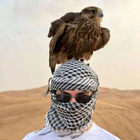pexa.lyrics