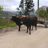 nanchicar