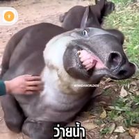 naraphattt_