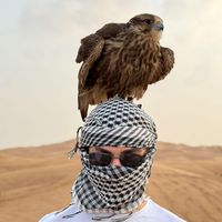 الصوت الأصلي