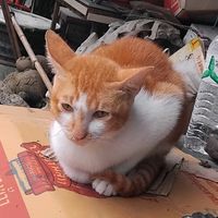 khaothai_kkkk