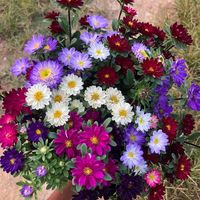 userthefloralhill2023