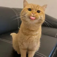 original sound - minhquy16097