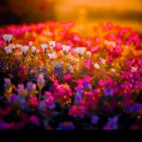 mdmehedyhasan9328