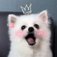 original sound - nico_thepomeranian