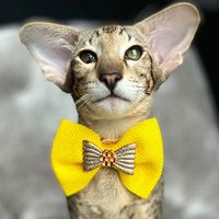 gelik_oricat
