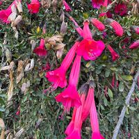 tusucusum