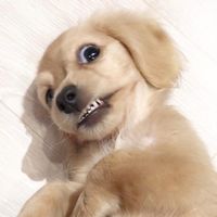 amuamu_0815