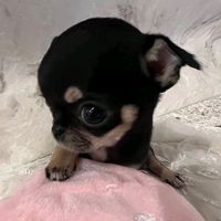 hii_mojxya