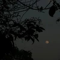 original sound - rana_fadii