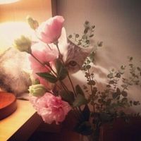 سلحفة ولا دجاجه؟