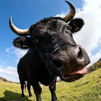 original sound - kymfung11