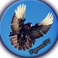 pigeonstv