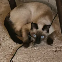 original sound - btsarmydavilacarr