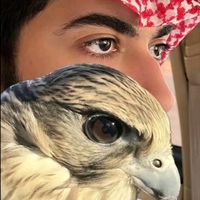 الصوت الأصلي