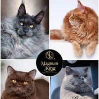 catsmagnumking