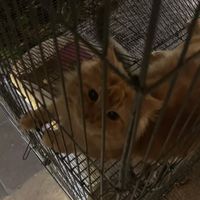 original sound - choco!