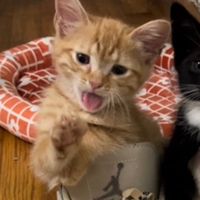 nhạc nền - Cam6tuổi