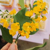 original sound - ohmohm722