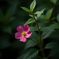 original sound - nhachayss