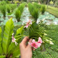 suara asli - nurulnauraaa