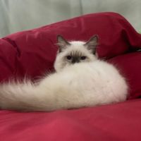 suara asli - F