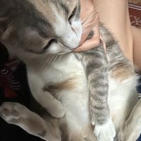 เสียงต้นฉบับ - อ๋อม แอ๋ม