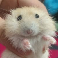 原聲 - Kana卡娜🐹