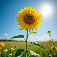 original sound - chitpulay757115