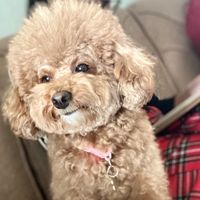 nhạc nền - Bé Mon dễ thương 🐶