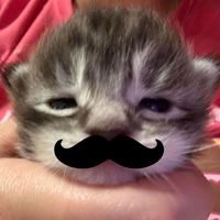 nhạc nền - Tuan Anh