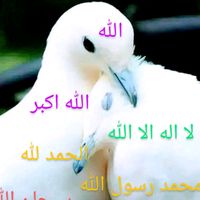 arifahmed4451