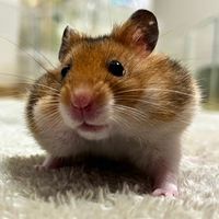 kinakomochimochi_hamster